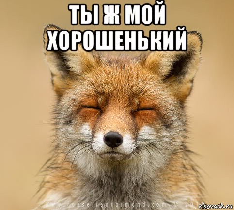 Милота мем. Мемы с милотой. Лис Мем счастливый. Мем про милоту. Хорошенькая Мем