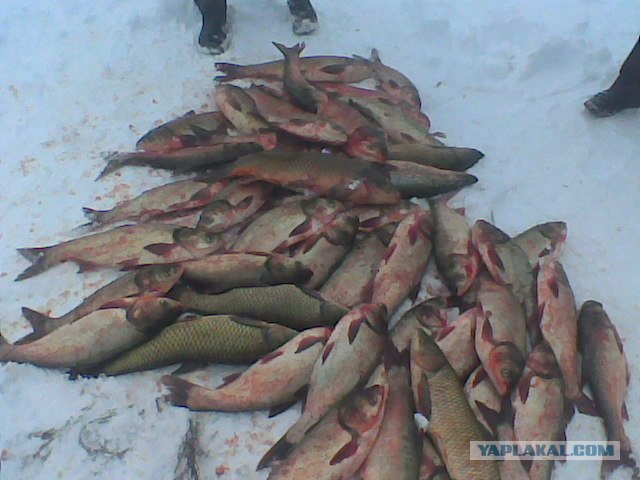Учитесь ловить рыбу