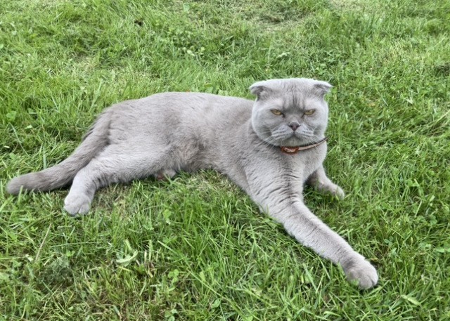 А мне сегодня котямба пожрать принёс