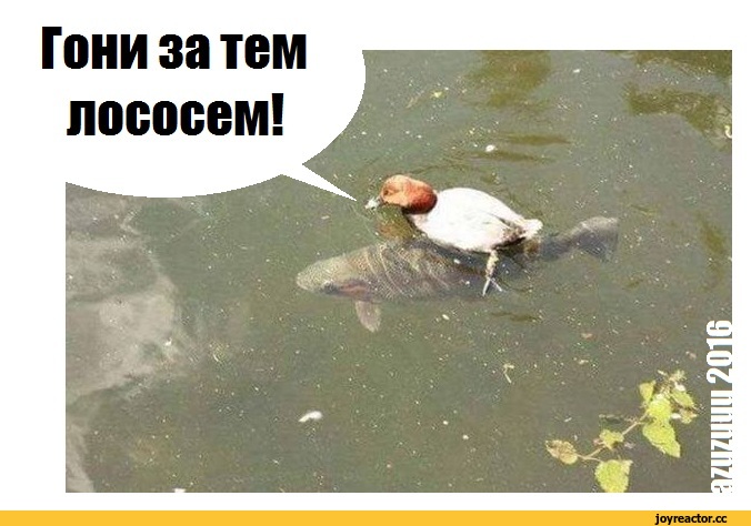 Утка мем. Утка мемы. Приколы про утку. Утка шутка. Уточка Мем.