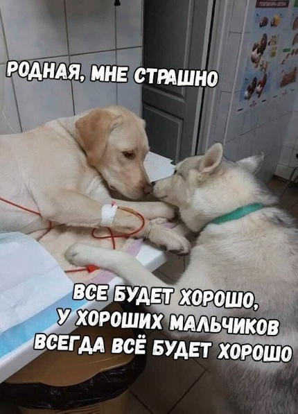 Никакие картинки и такие же тексты