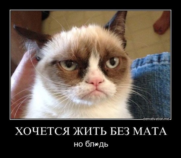 Из мира животных: СМИ сообщили о намерении Ирака понизить возраст согласия девочек до девяти лет