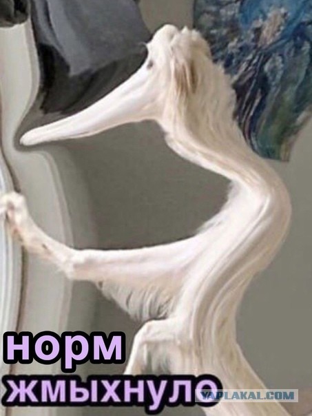 Почему мужчины живут меньше женщин?