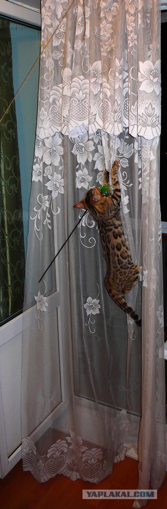 О бенгальских котах на наглядном примере