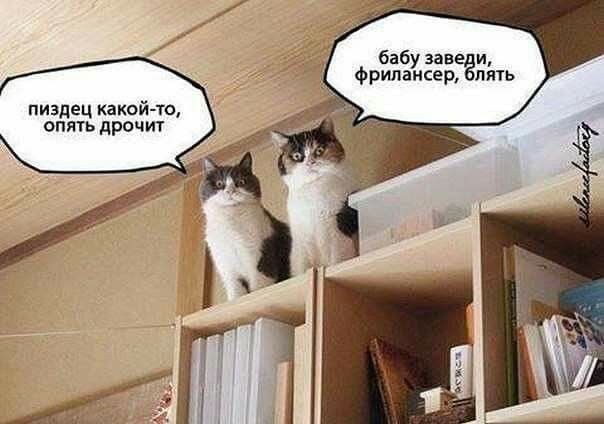Ты принёс это домой и называешь моим новым другом?