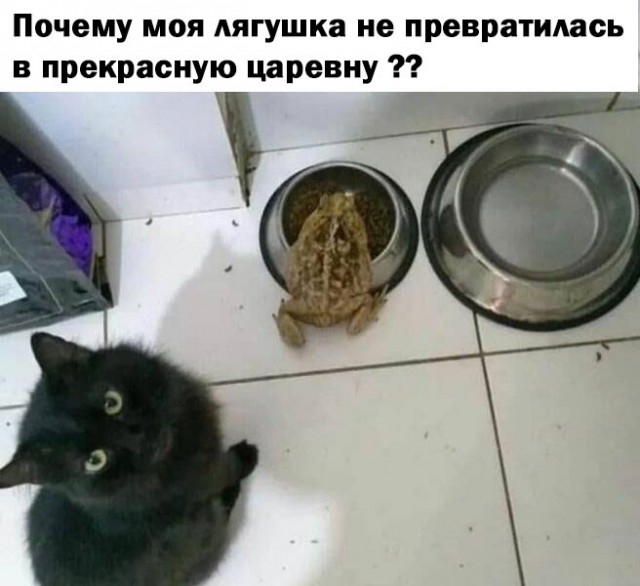 К котовторнику: подборка картинок-баянов с котиками и про котиков. Выпуск 16.