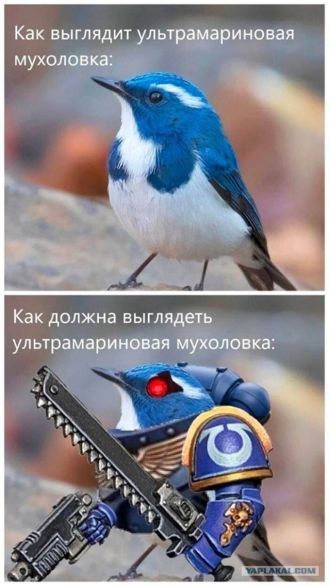 Веселые картинки в пятницу (10.07)