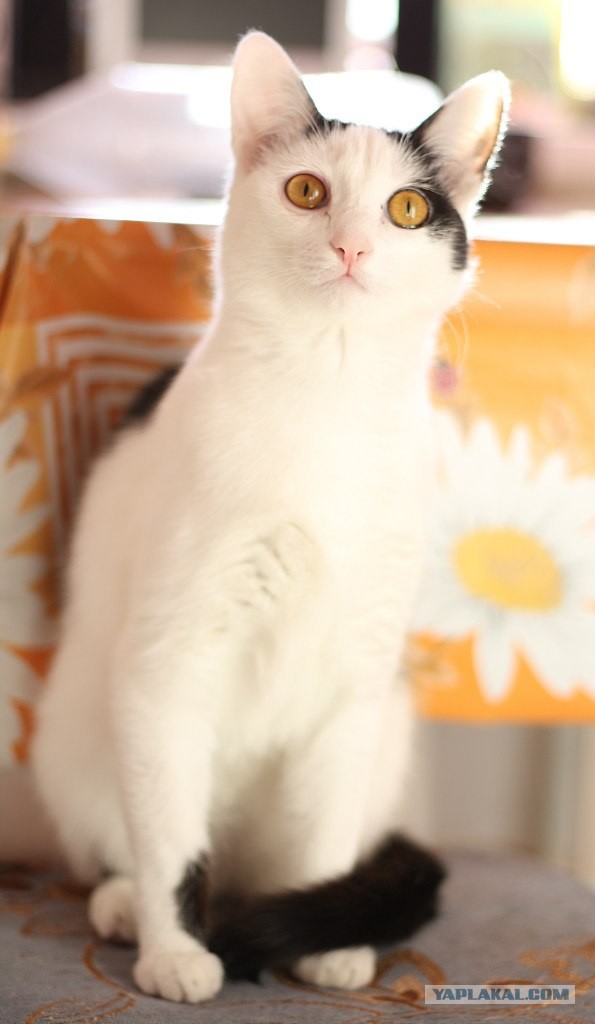 Котовторник 17.09.2013