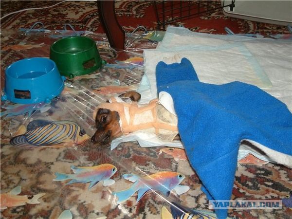 Спасенные собаки