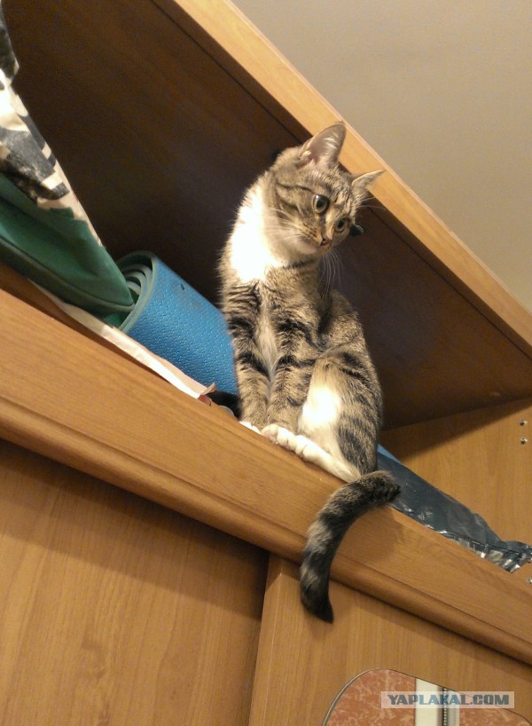 Котовторник   15.04.2014