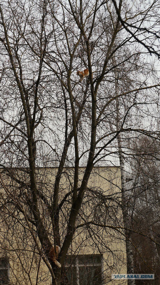 Котовторник   15.04.2014