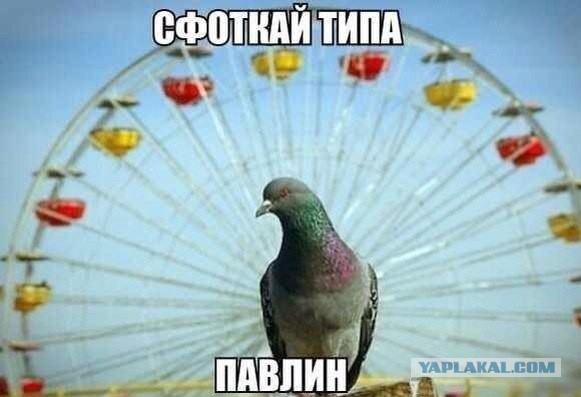 А котик удачно пристроился!