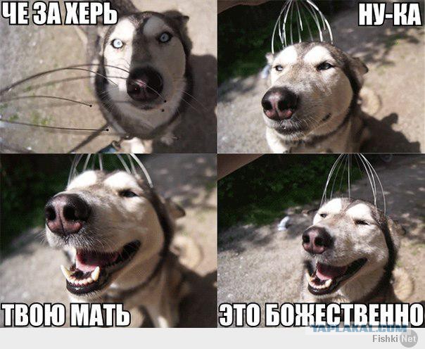 Прикольные картинки