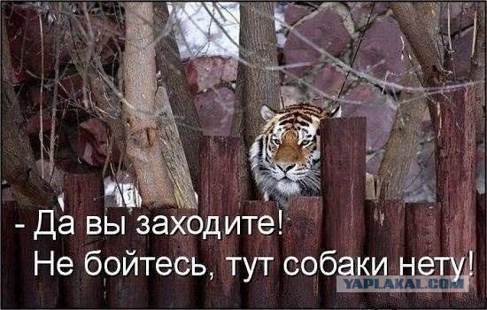 Хозяев бойцовых собак