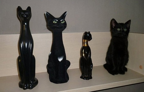 Котовторник