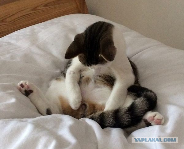 Котовторник 29-09-2015,