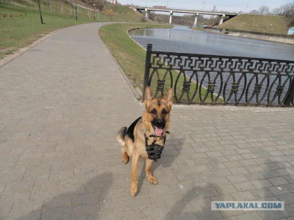 Попросил пса принести палочку