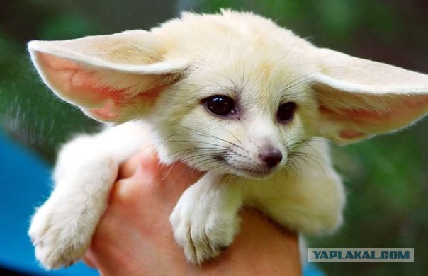 Новая форма полиции Баварии.