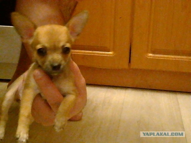 Собакочетверг же, ау!