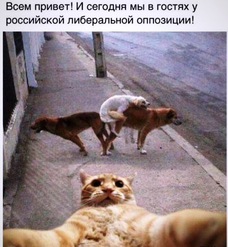 Немного политических карикатур