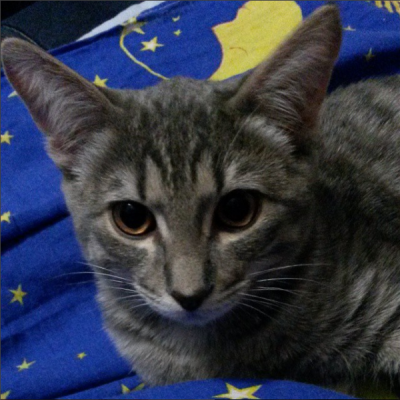 Котовторник 28.06.2016