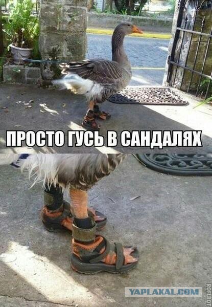 Забавные картинки с буквами