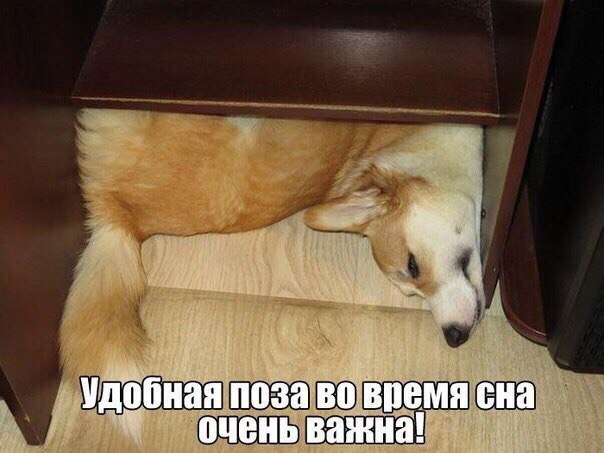 Прикольные животные