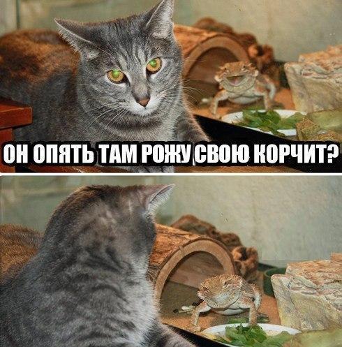 Прикольные животные