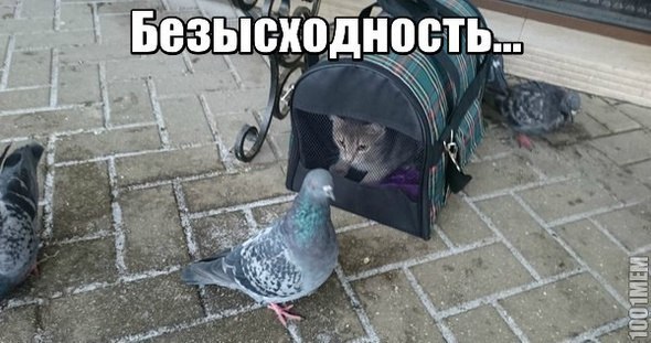 Прикольные животные