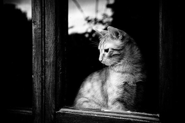 Коты и Кошки