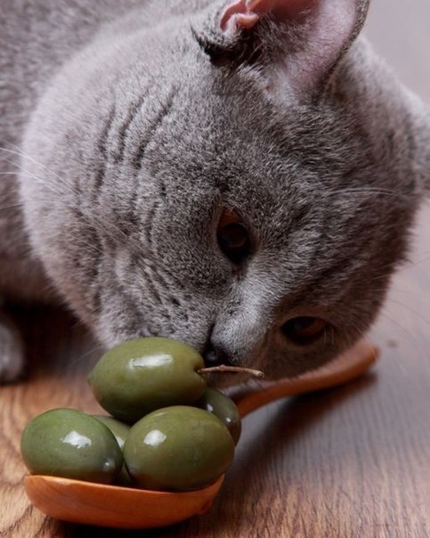 Коты и Кошки