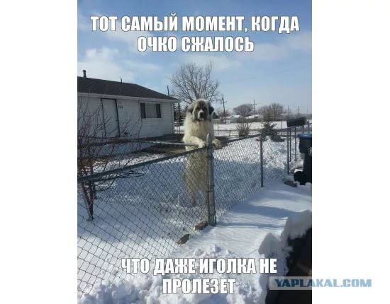 Веселые картинки! Деградиреум,  или просто веселимся?