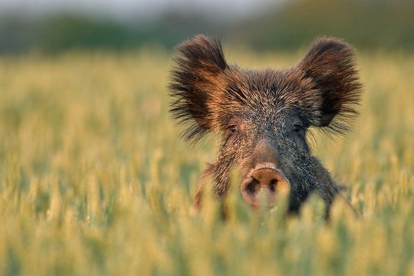 Подборка забавных животных