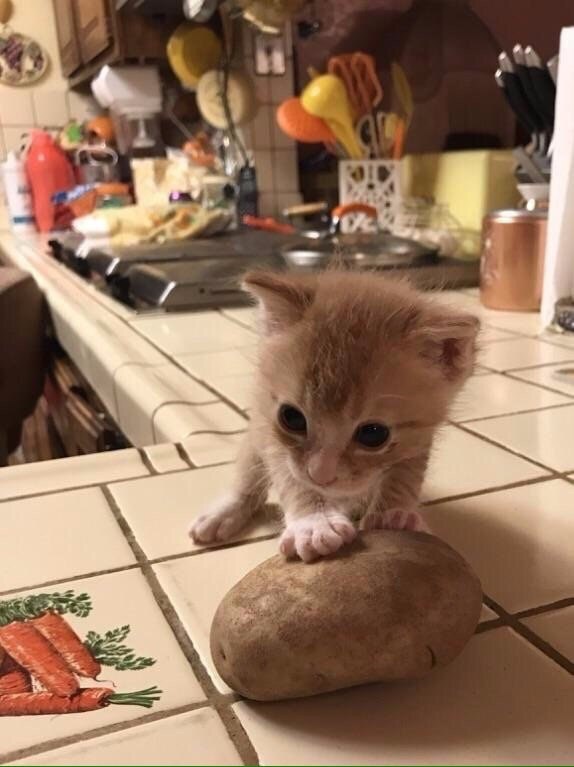 Коты и Кошки