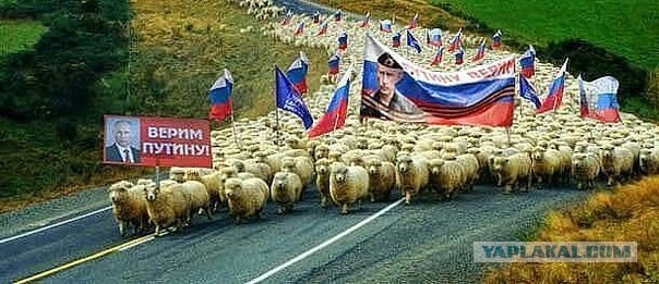 Кинолог про алабая, подаренного Путину: «Умеет собрать козлов в кучу»