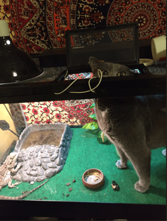 Коты и Кошки