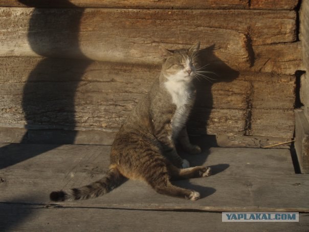 Котовторник на вторник! (30.09.2008)