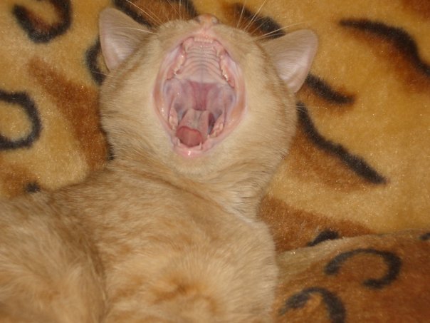 Коты говорят НЕТ понедельникам! Зевающие коты