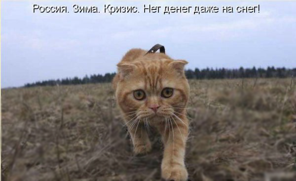 Новогодний КОТОВТОРНИК!
