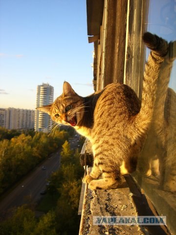 Котовторник (20.01)