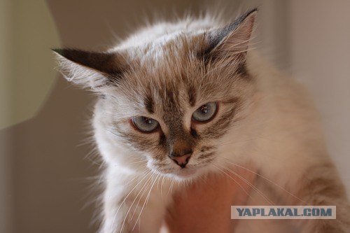 Котовторник!
