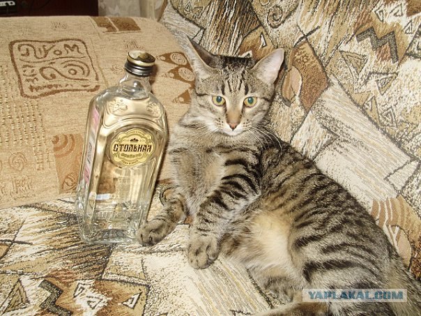 Начинаем котовторник!