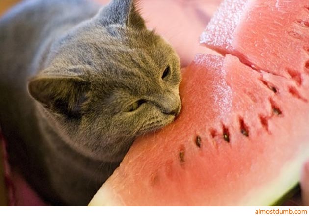 Котовторник объявляется открытым!
