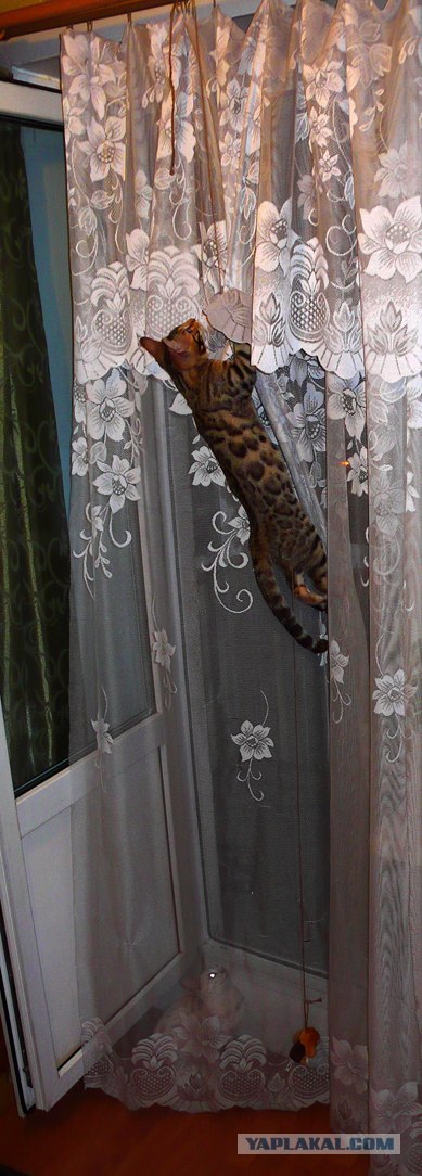 Котовторник в "КотоГетто"