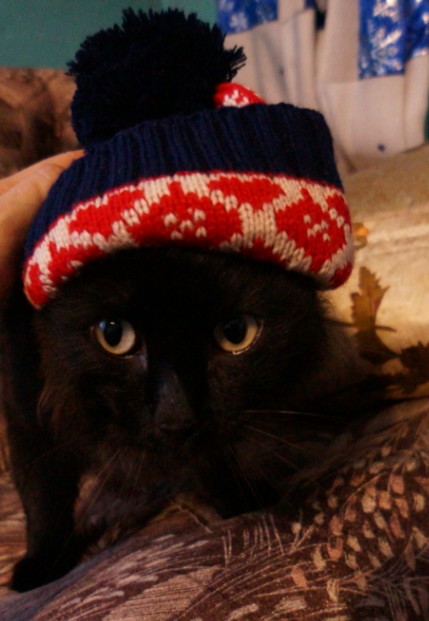 Котовторник 27.11.2018