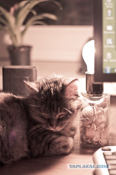 Котовторник (07.02.2012)