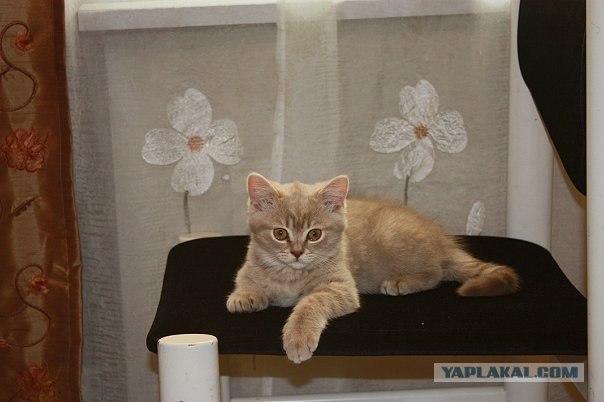 Котовторник (21.02.2012)