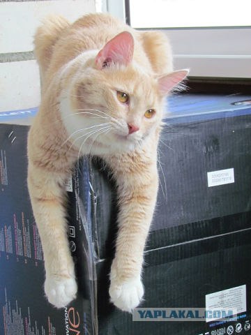 Котовторник 29.05.2012