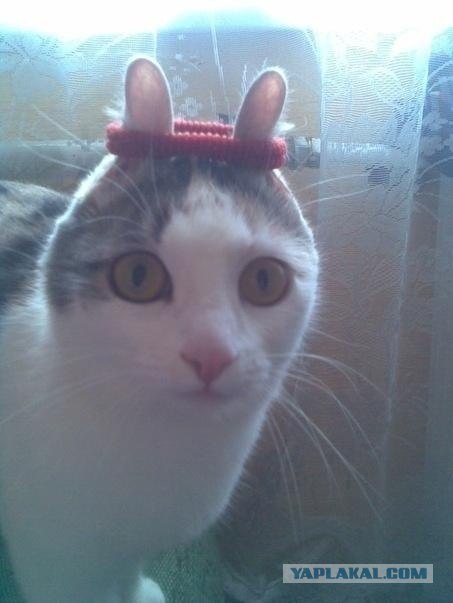 Котята-рыболовы учатся ловить рыбку