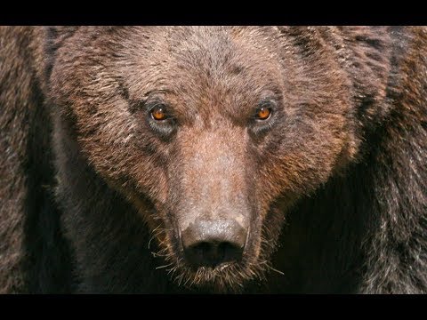 Росомаха